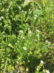 Myosotis verna