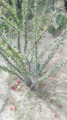 Fouquieria splendens