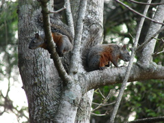 Sciurus aureogaster