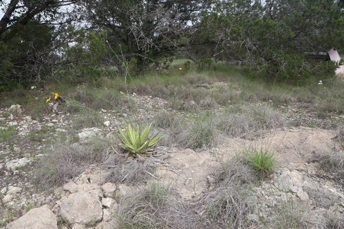 Image of Thorn-Crested Agave (Agave lophantha) by (c) Reid Hardin, some rights reserved (CC BY)