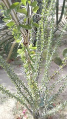 Fouquieria splendens