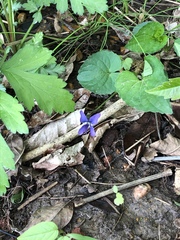 Viola sororia