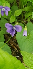Viola