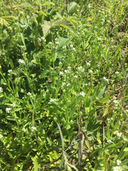 Myosotis verna