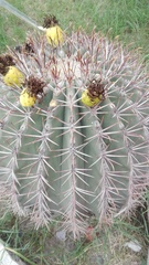 Ferocactus emoryi emoryi