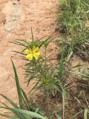 Calylophus