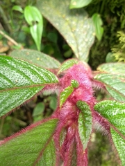Columnea purpurata