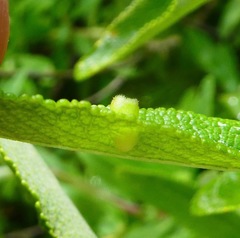 Rhopalomyia audibertiae
