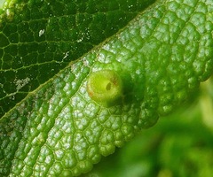 Rhopalomyia audibertiae