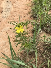 Calylophus