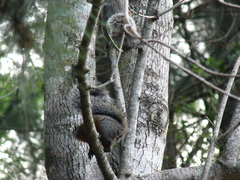Sciurus aureogaster