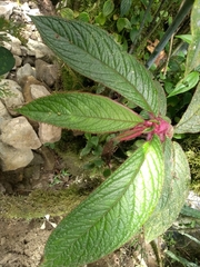 Columnea purpurata