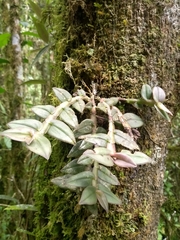 Epidendrum megalospathum