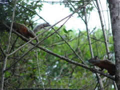 Sciurus aureogaster