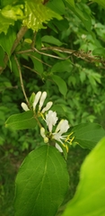 Lonicera