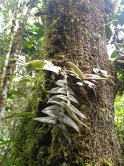 Epidendrum megalospathum