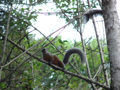 Sciurus aureogaster