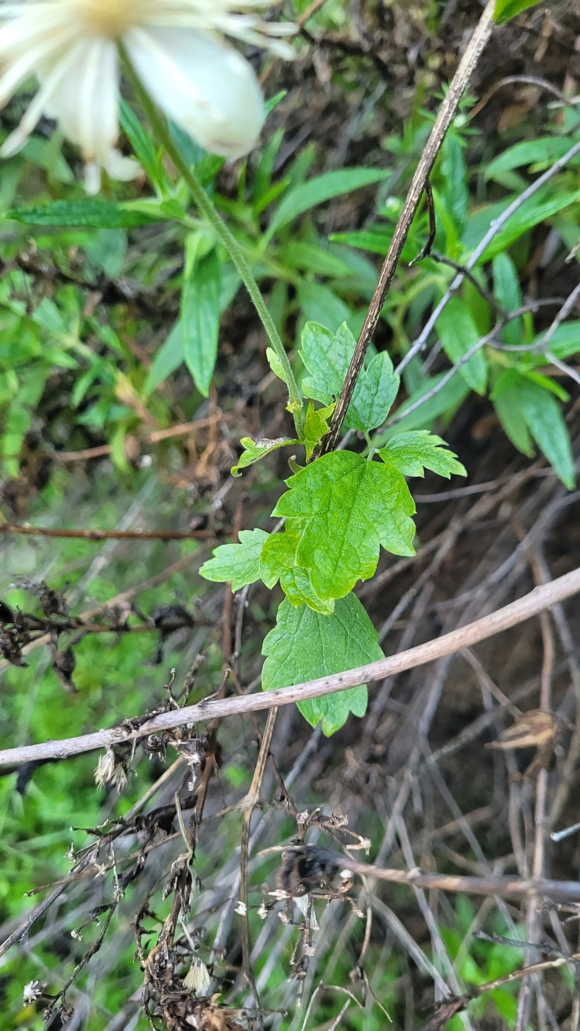pipestem clematis
