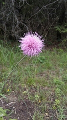 Cirsium texanum