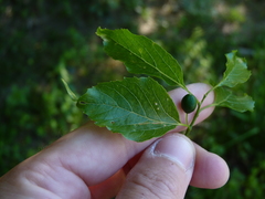 Celtis smallii