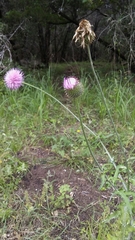 Cirsium texanum