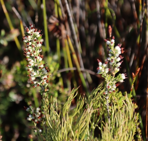 Image of Erica lasciva by (c) Tony Rebelo, some rights reserved (CC BY-SA)