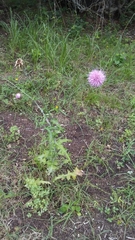 Cirsium texanum