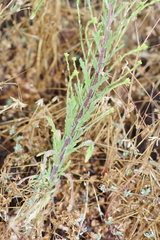 Deinandra