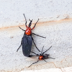 Dilophus pectoralis