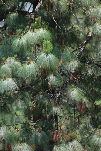 Pinus maximinoi, photograph 6