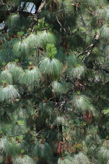 Pinus maximinoi, photograph (c) Melisa Ojeda, some rights reserved (CC BY)
