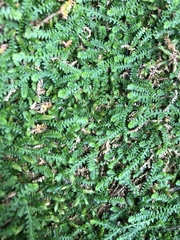 Selaginella mittenii