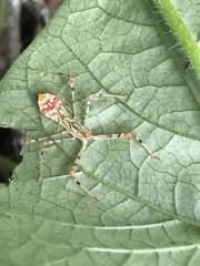 Endochus cingalensis