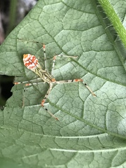 Endochus cingalensis