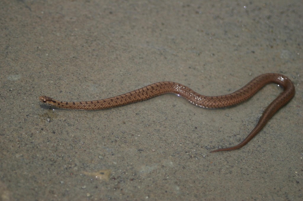 Mexican Brown Snake