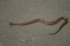Mexican Brown Snake photo 2