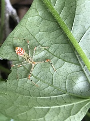 Endochus cingalensis