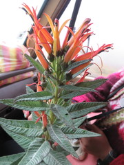 Siphocampylus tupaeformis