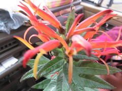 Siphocampylus tupaeformis