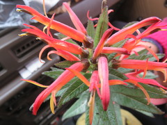 Siphocampylus tupaeformis