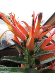 Siphocampylus tupaeformis