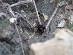 Melanogryllus desertus