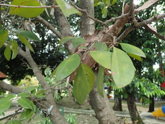 Cynometra cauliflora