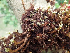 Cynometra cauliflora