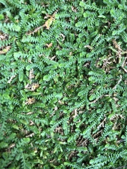 Selaginella mittenii