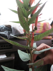 Siphocampylus tupaeformis