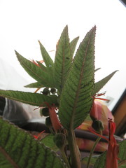 Siphocampylus tupaeformis