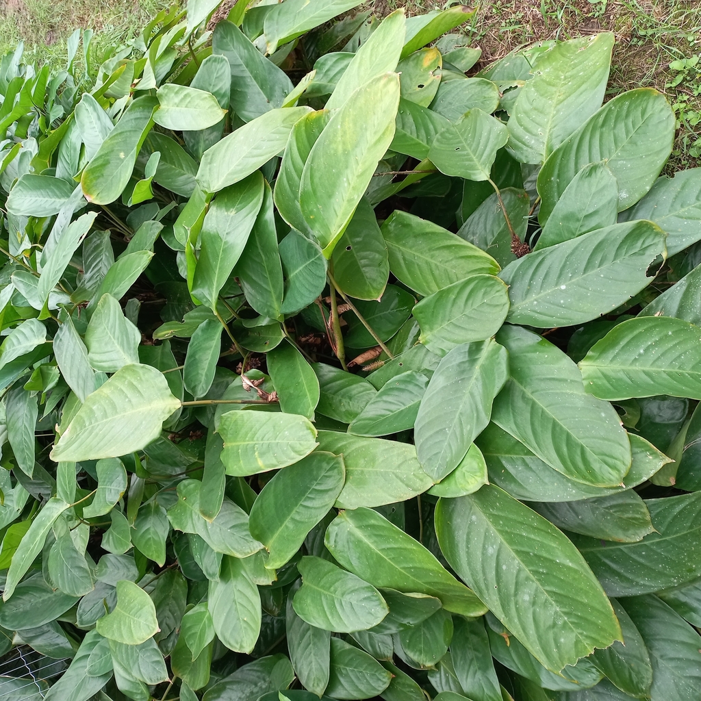 Ctenanthe muelleri (Ctenanthe muelleri)