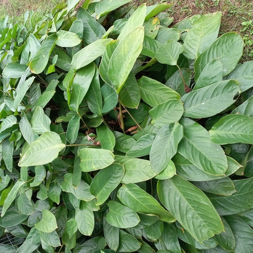 Ctenanthe muelleri (Ctenanthe muelleri)