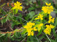 Helioscopia